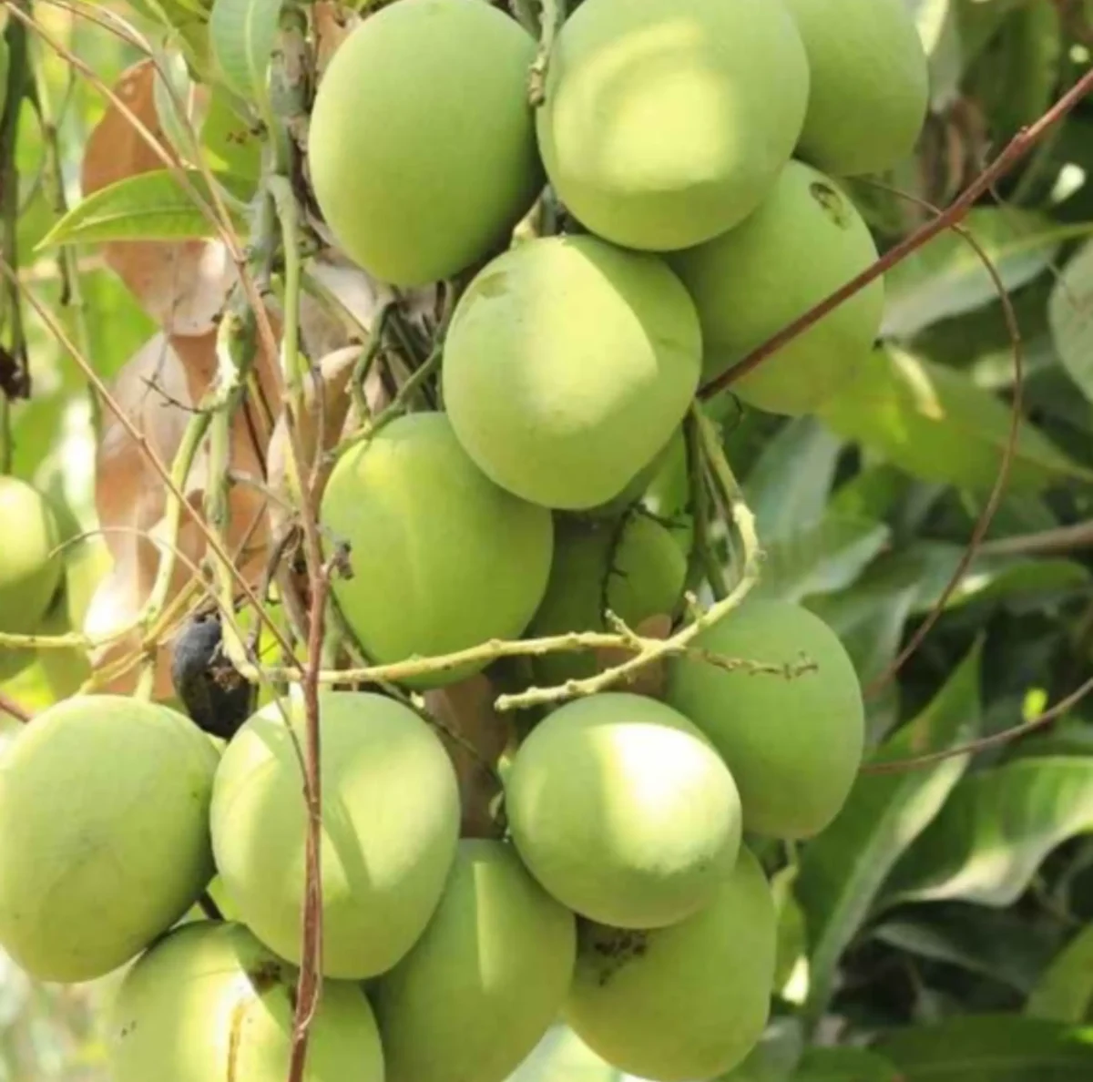 Langra Mangoes in Melbourne Australia