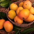 alphonso mangoes in Australia