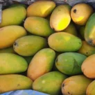 Dasheri Mangoes in Melbourne, Australia