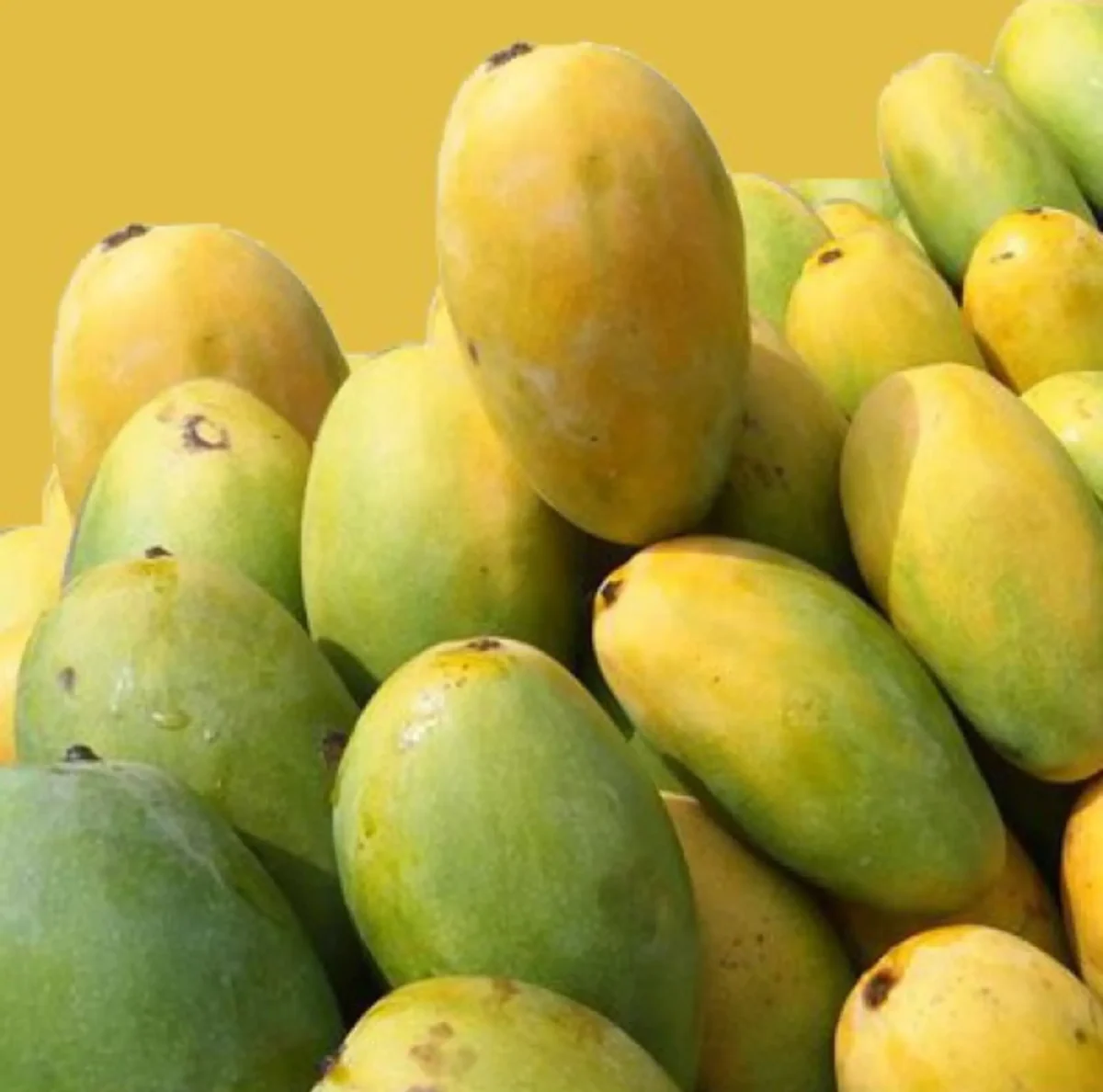 Dasheri Mangoes in Melbourne, Australia