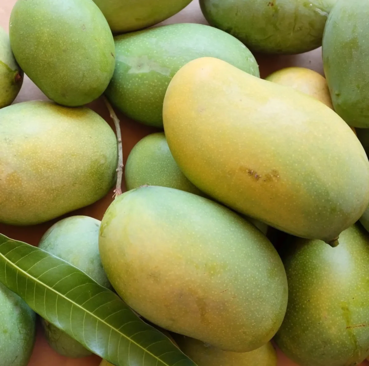 Dasheri Mangoes in Melbourne, Australia