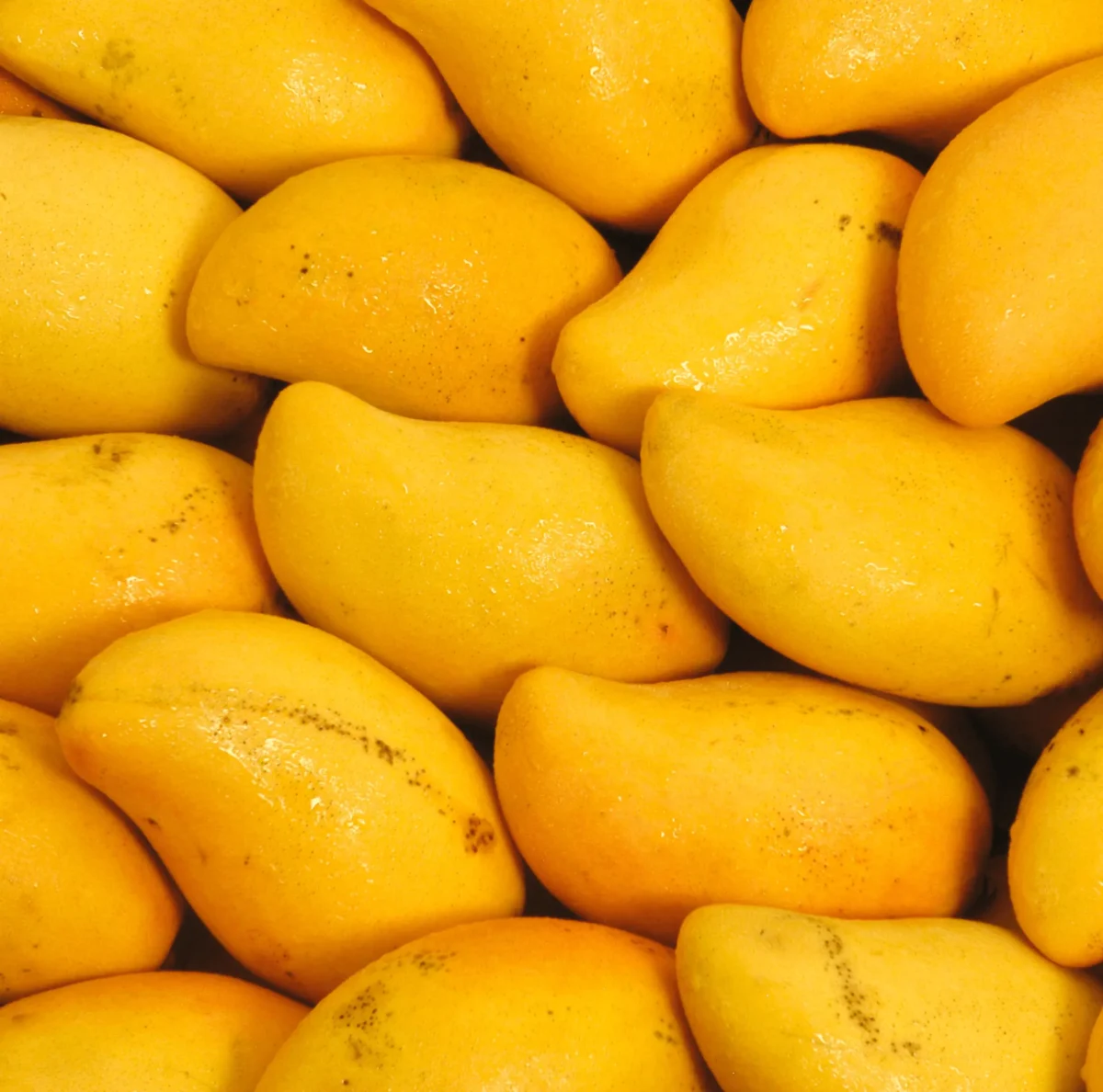 Sindhri Mango from Pakistan