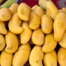 Sindhri Mango from Pakistan